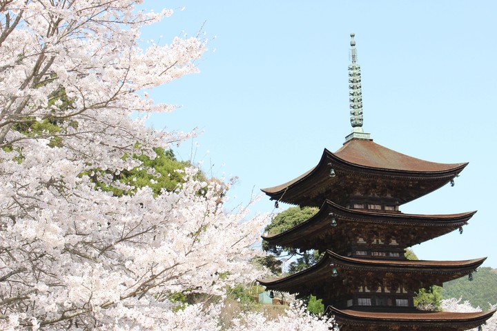 Sakura Temple