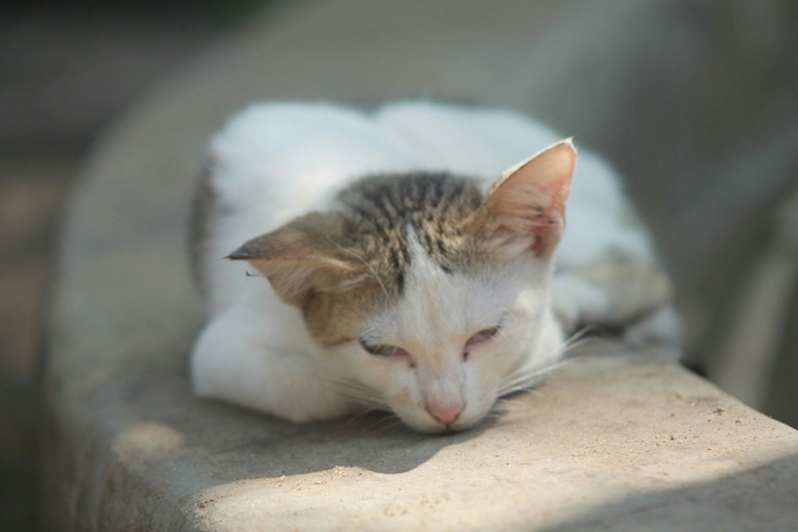 mi cat