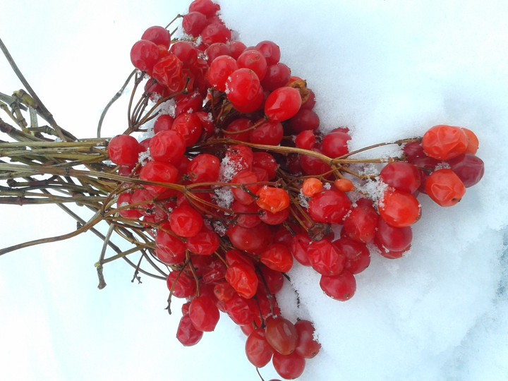 Red and White