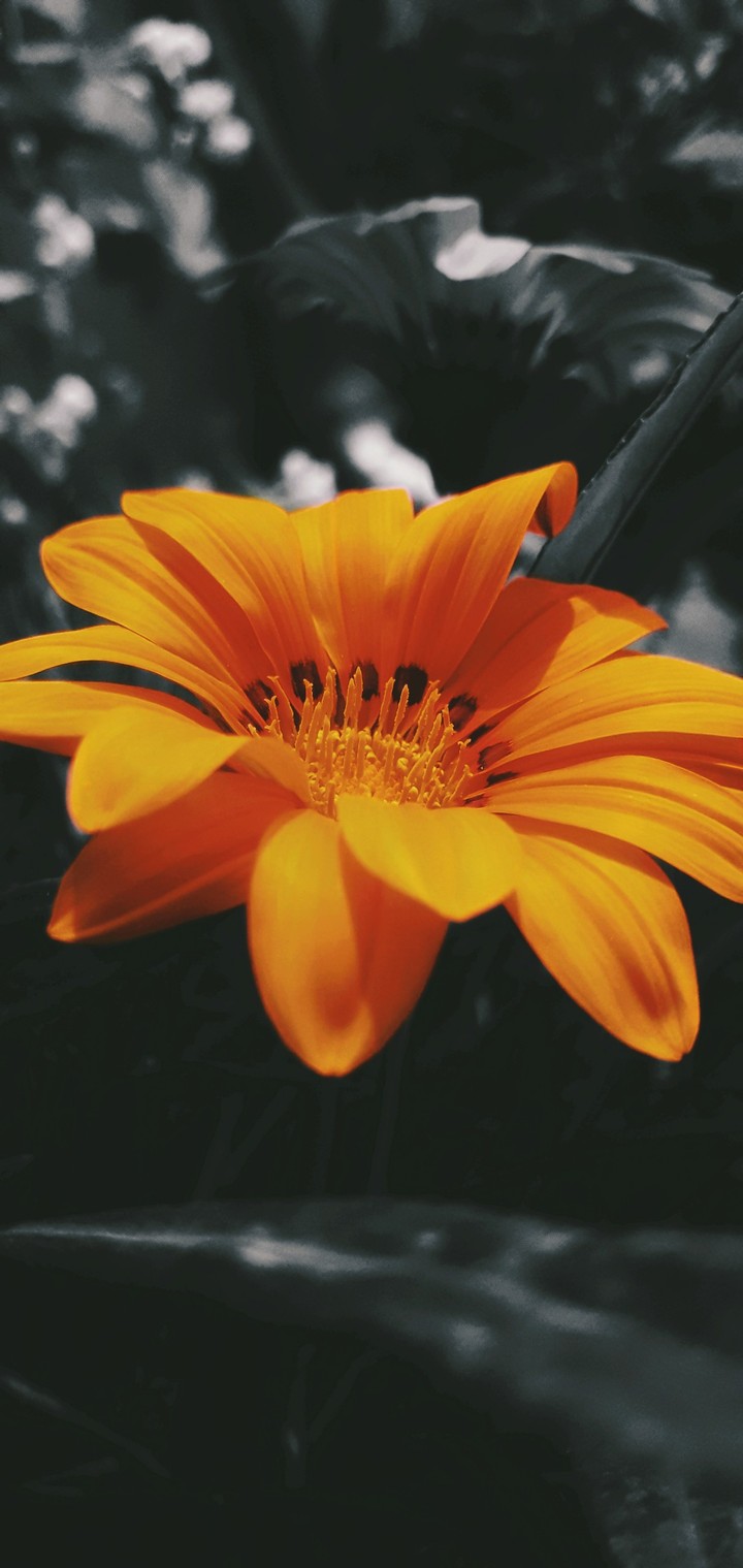 The Earth Laughs in Flowers!