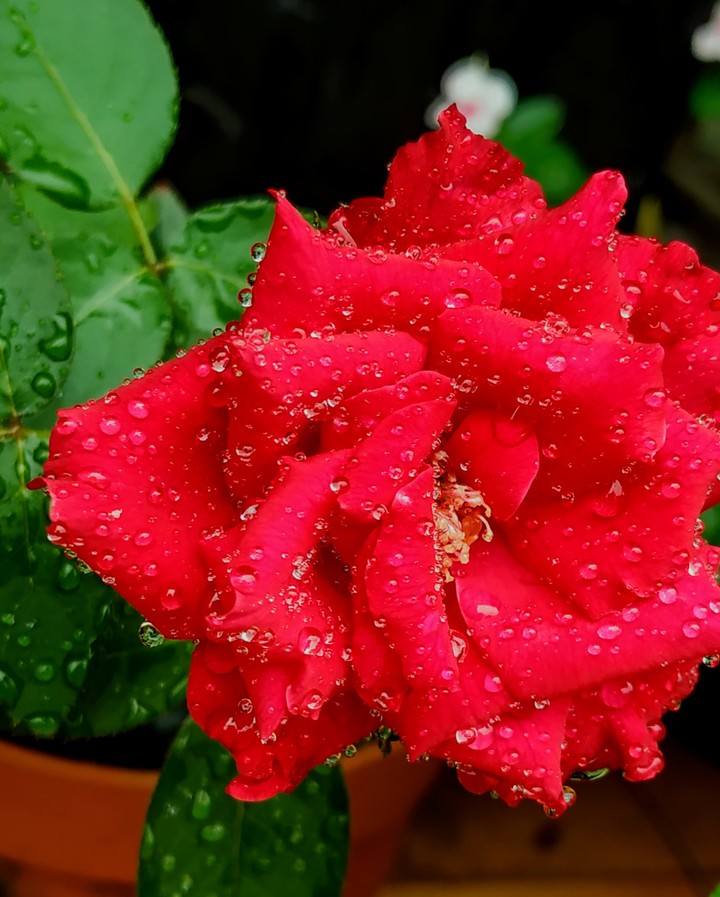 RedRose