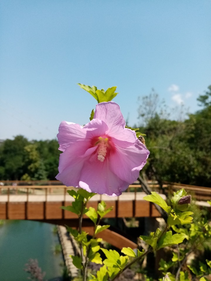 Pembe çiçek