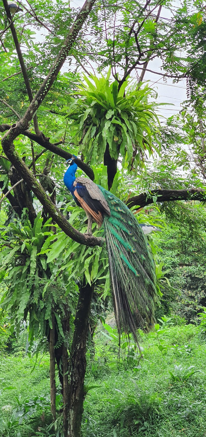 peacock