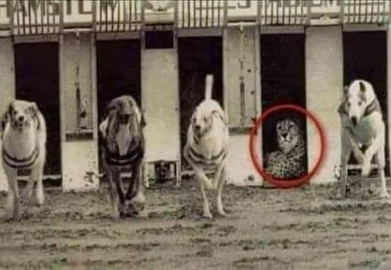 صوره تظهر سباق للسرعة أجري بين الكلاب وبين فهد "الشيتا"