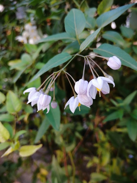 Jasmin