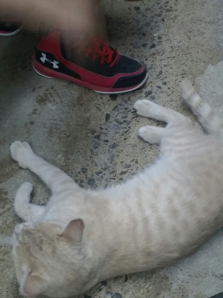 A stray cat at a cheese factory tour