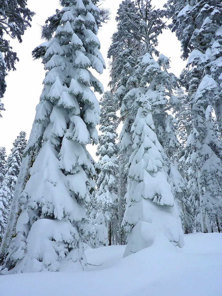 WINTRY LANDSCAPE