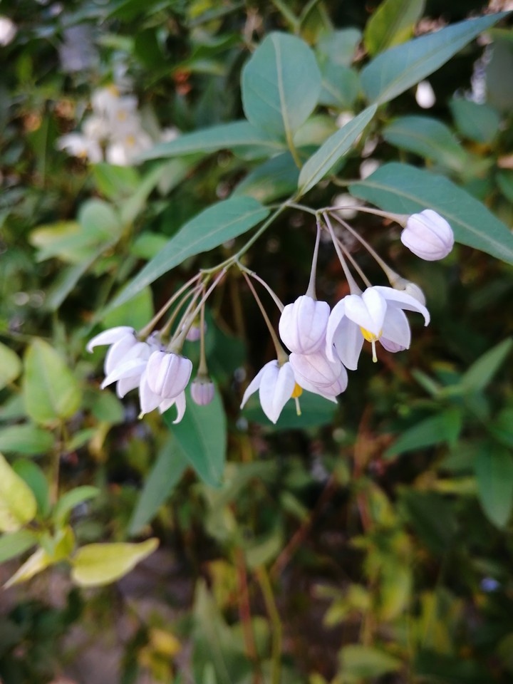 Jasmin