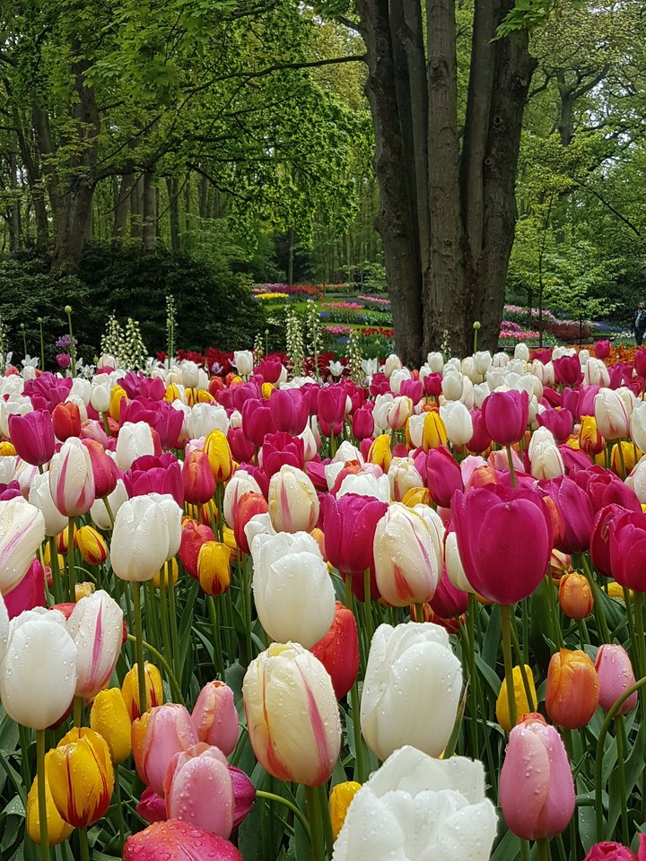 Keukenhof