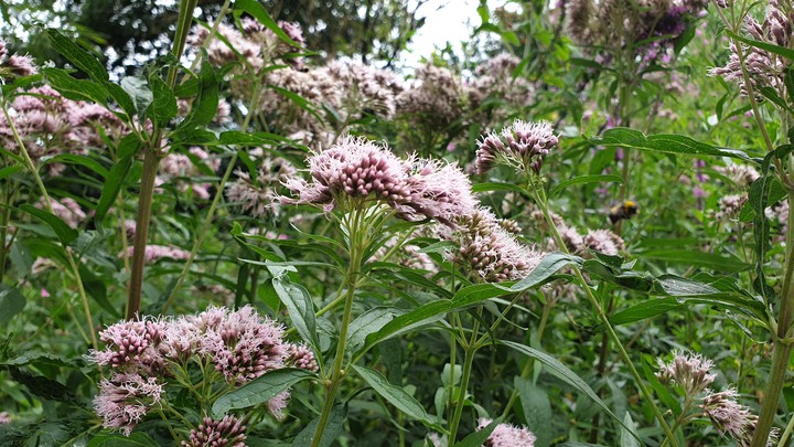 fluffy flowers