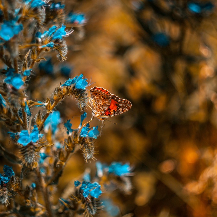butterfly.