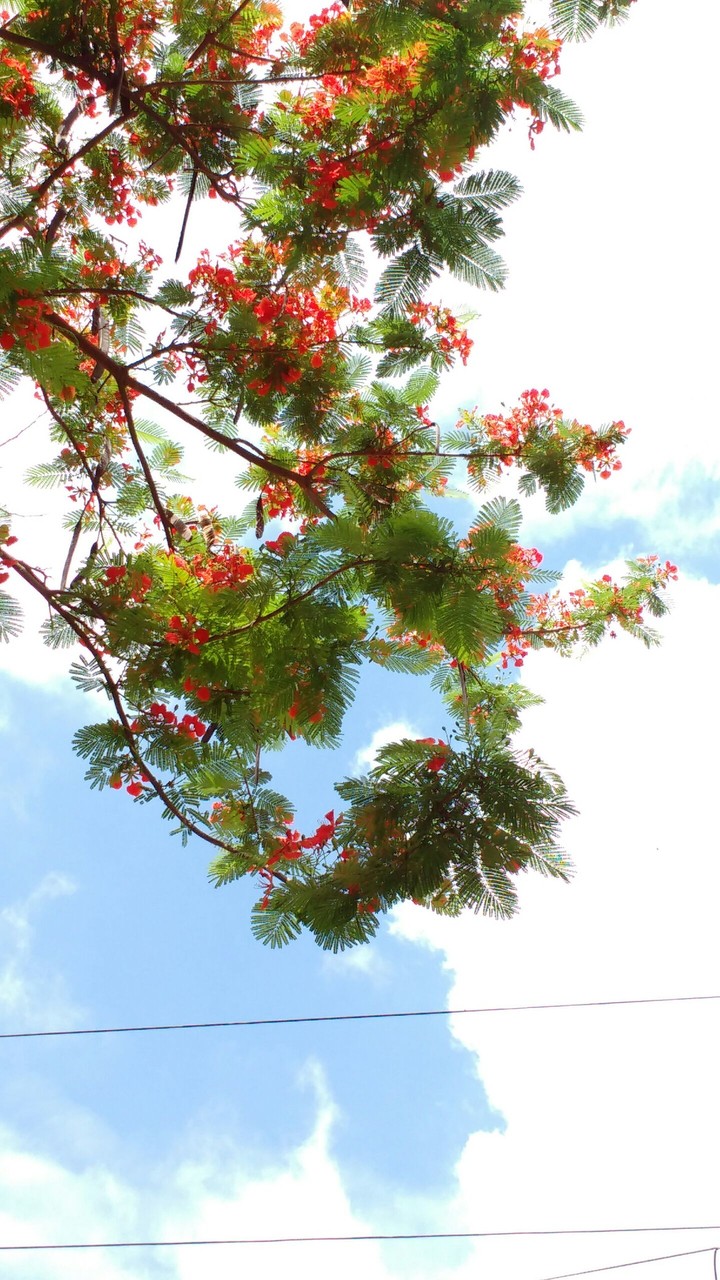 Flowers in Red