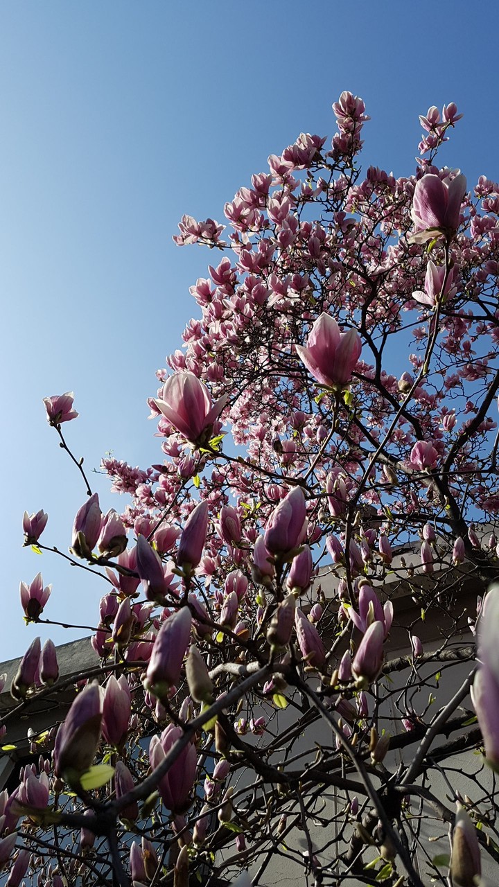 Spring~/^♡^