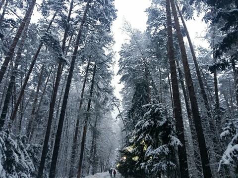 beautiful winter