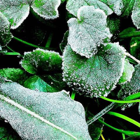 frosty leaves