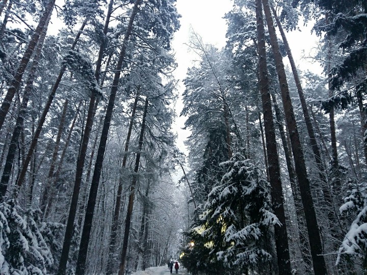beautiful winter