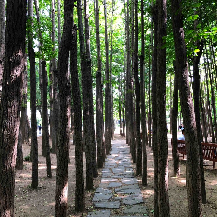 Tree road