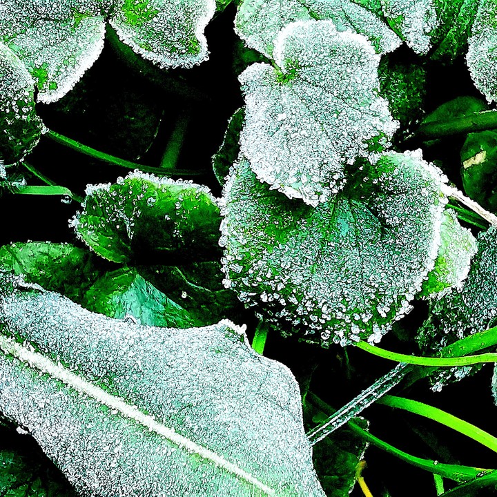 frosty leaves