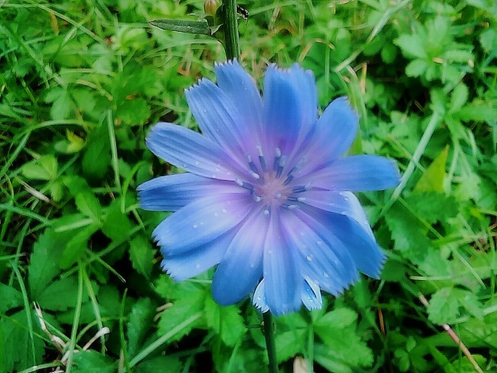 ❀