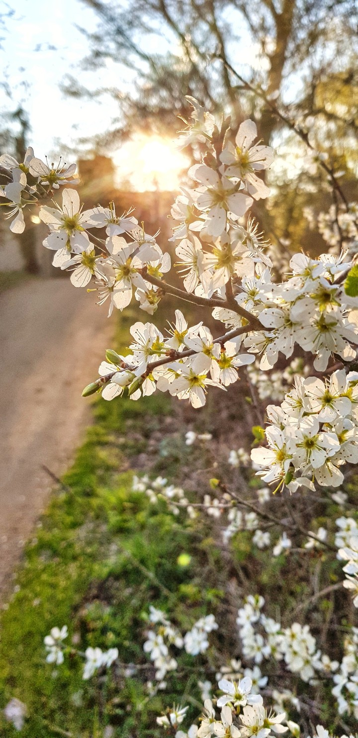 bloom with me