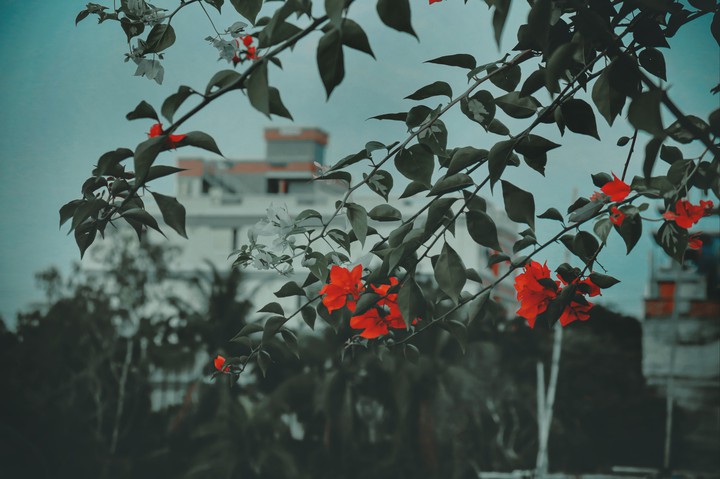Flower