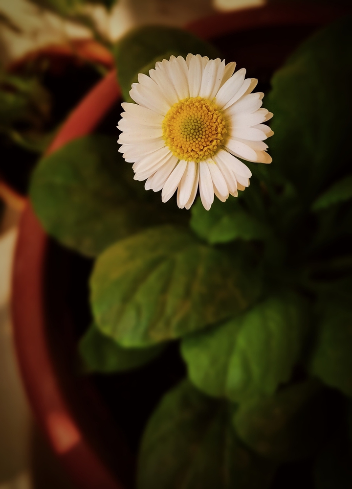 daisy