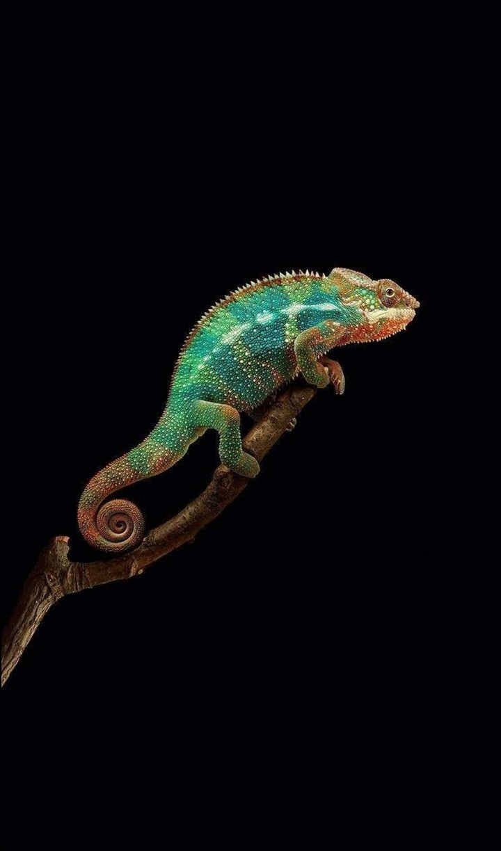 Jr