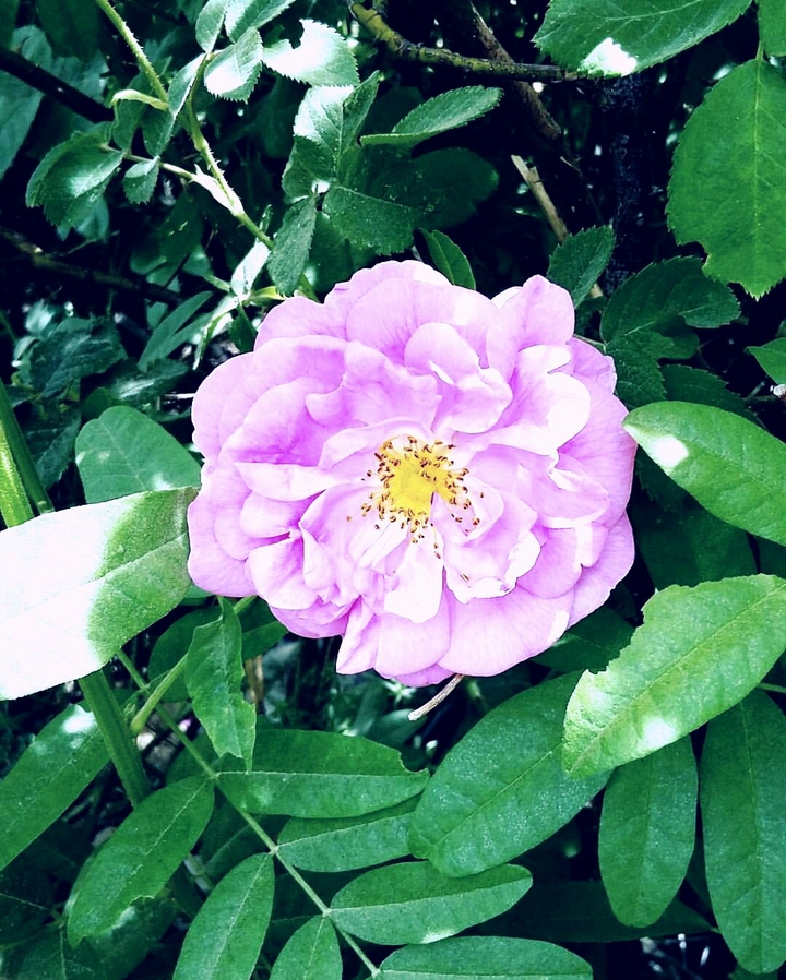 Damask rose