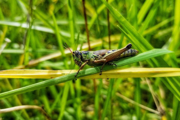 SALTAMONTES VERDE, XOCHIMILCO, MÉXICO.
