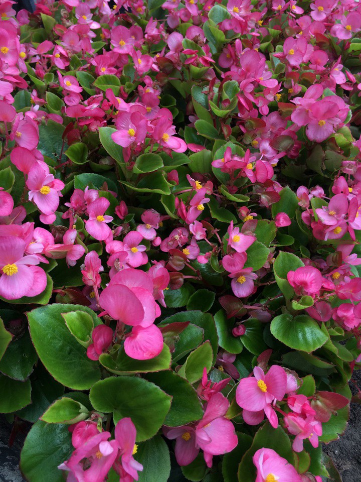 flowers, park, summer, naturally