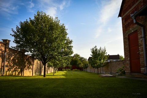 My backyard