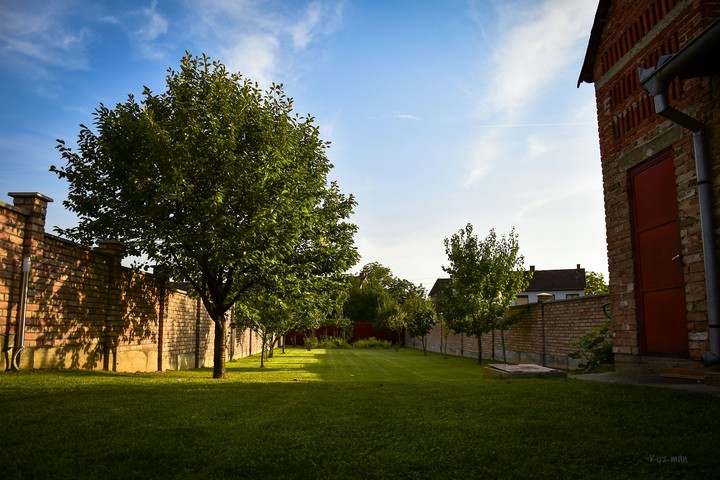 My backyard