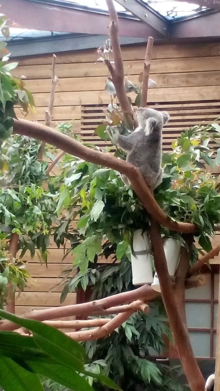 koala