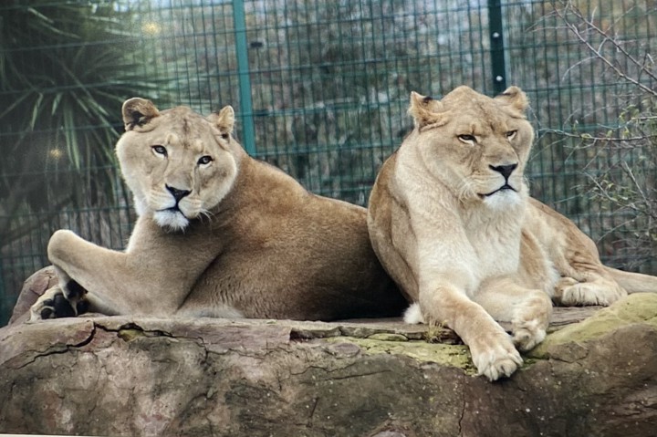 lions
