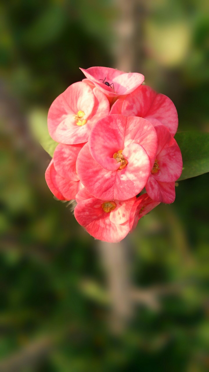 One of the red.
