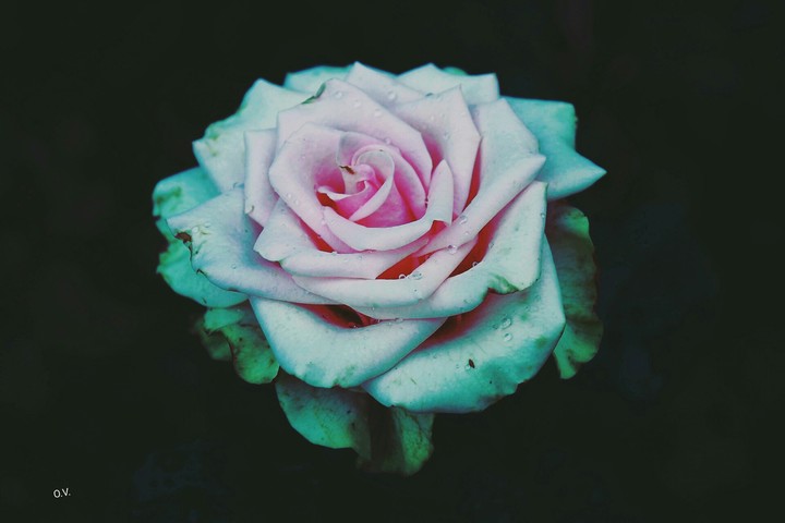 truth of rose