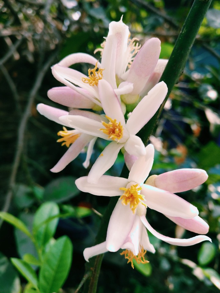 lemon flower