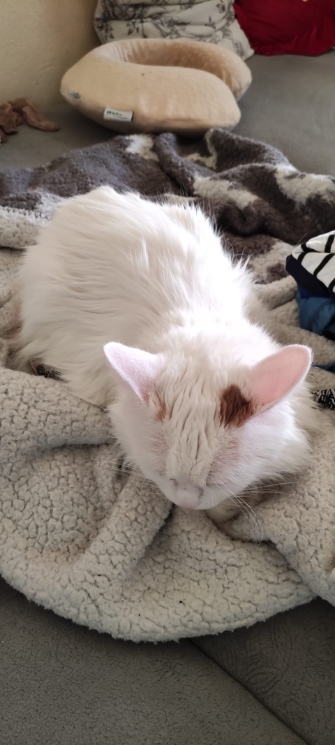тапети whiskers, Paw