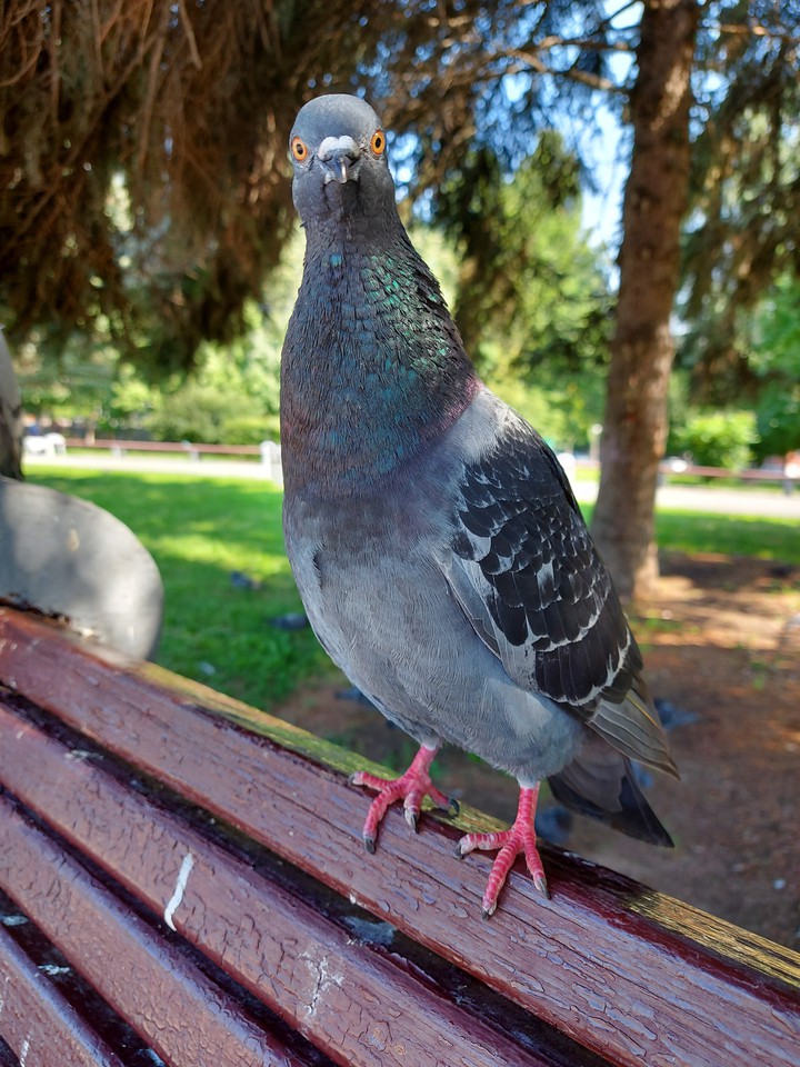 bird