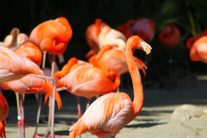 flamingos