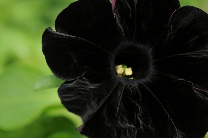 Black Velvet petunia gorgeous