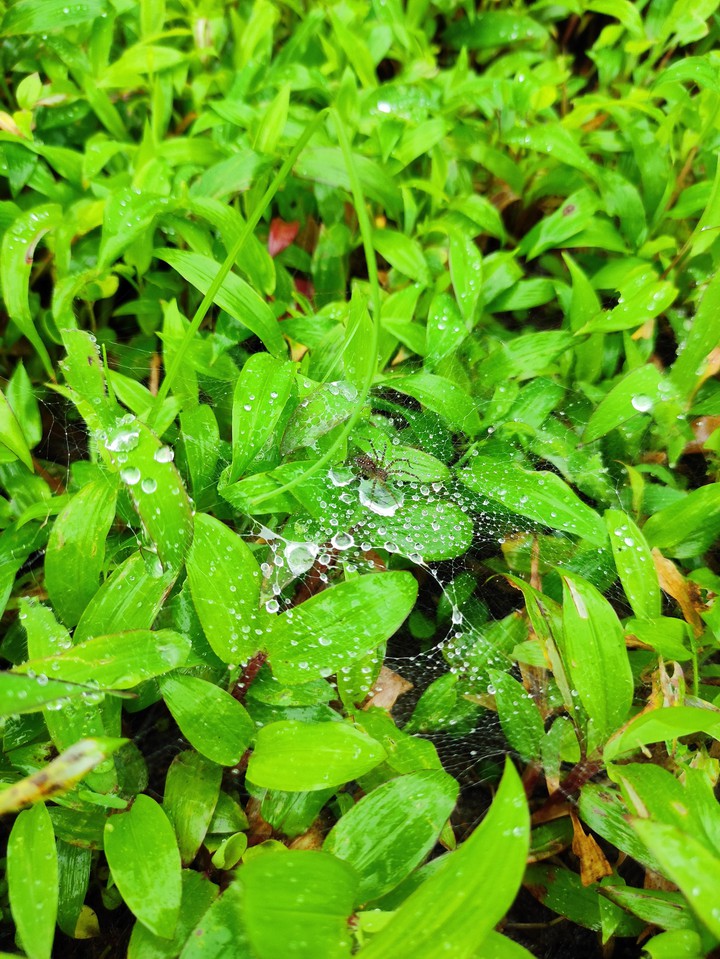 Spider