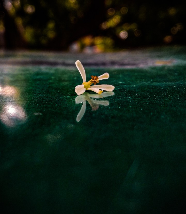 flower