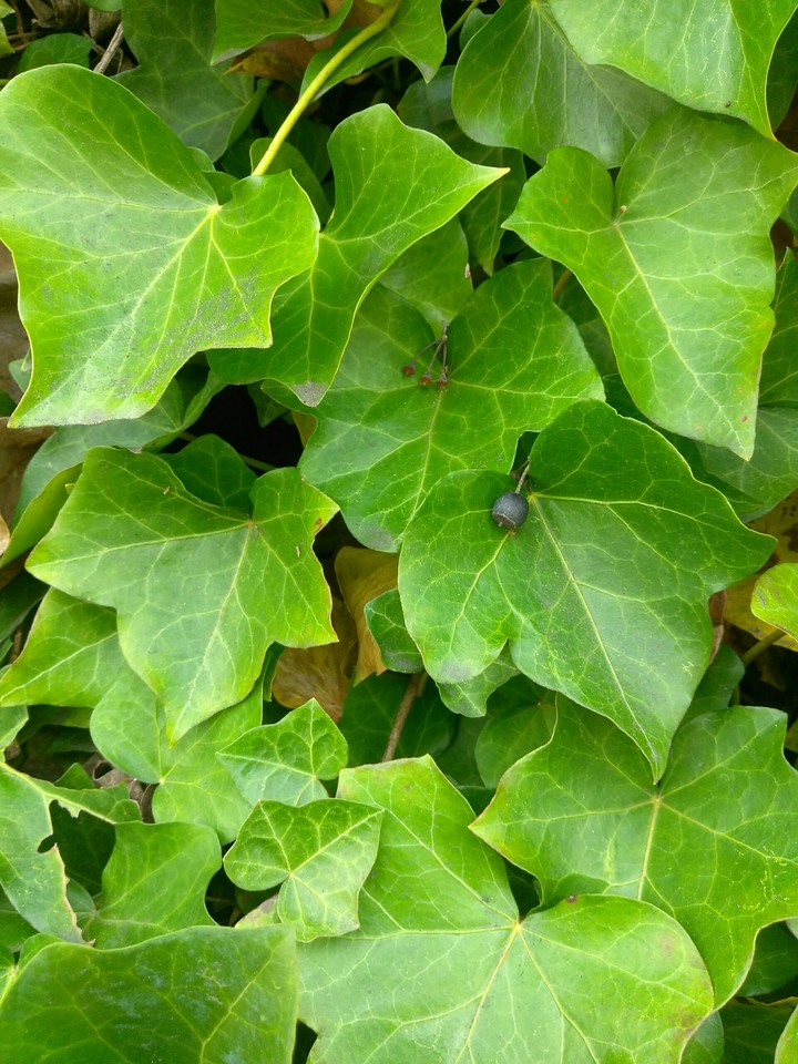 Ivy