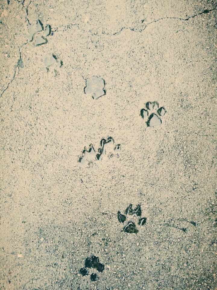 고양이 발자국♡