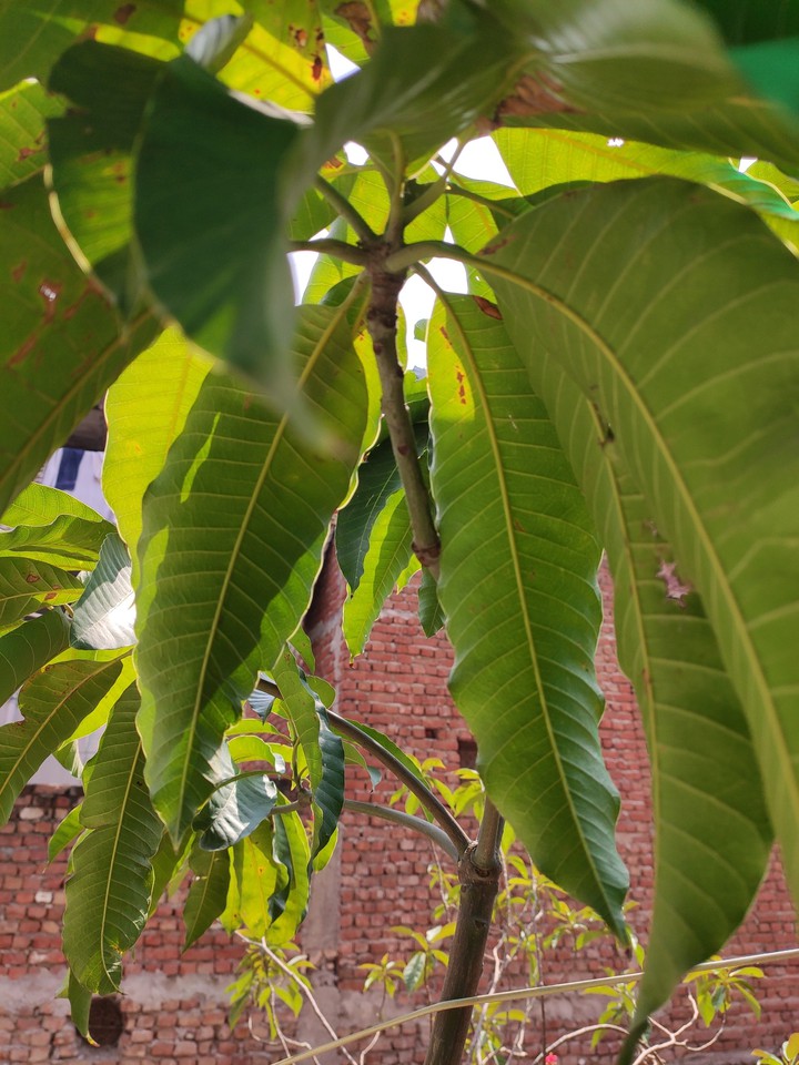 Mangoo tree