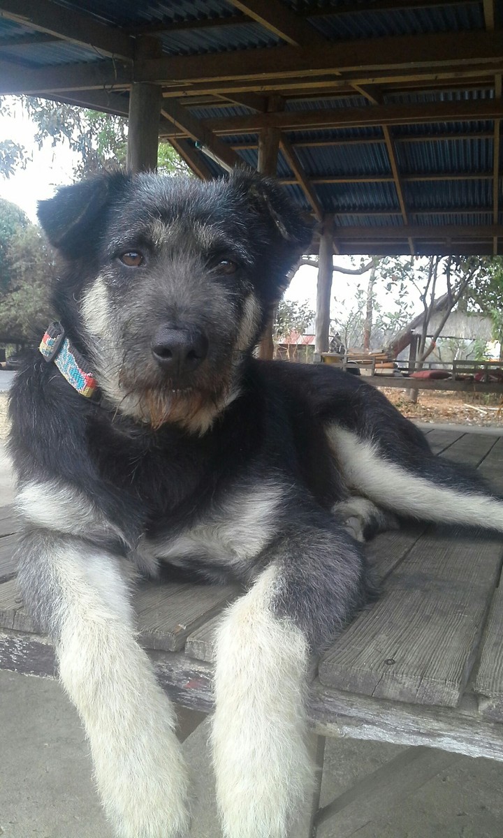 Dog