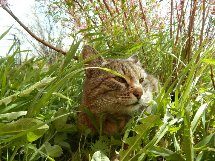 the cat