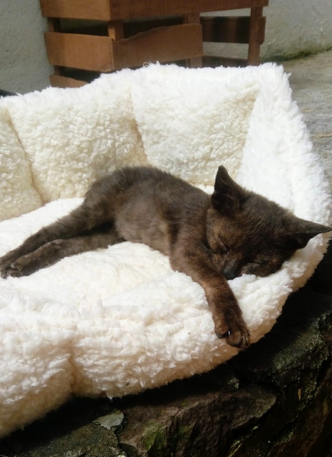 cat, vertebrate桌布