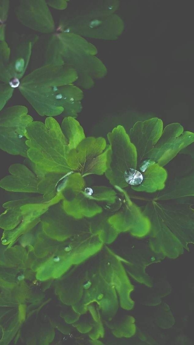 Green Spring